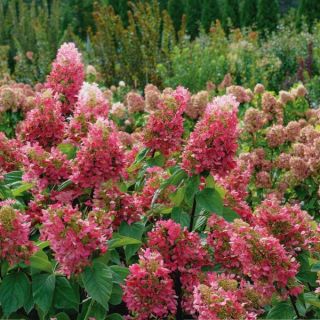 Pinky Winky Prime Hydrangea Thumbnail